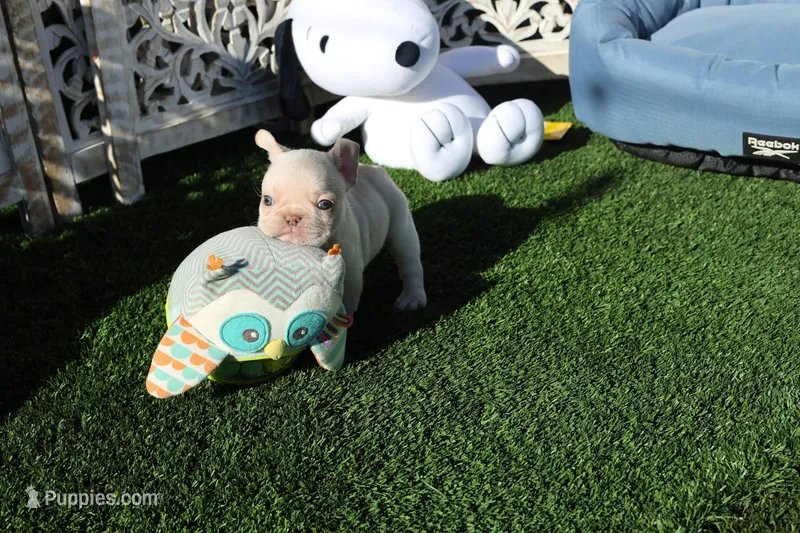 Casey – French Bulldog puppy for sale in Apple Valley, CA