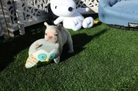 Casey, a male French Bulldog for sale in Apple Valley, CA – Photo 1 of 3