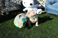 Casey, a male French Bulldog for sale in Apple Valley, CA – Photo 3 of 3