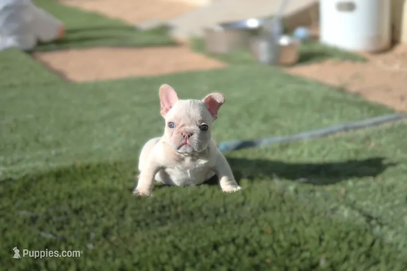 Casey – French Bulldog puppy for sale in Apple Valley, CA