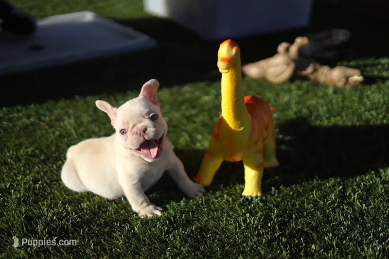 Casey – French Bulldog puppy for sale in Apple Valley, CA