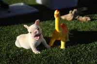 Casey * VIDEO*, a male French Bulldog for sale in Apple Valley, CA – 8 of 9