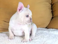 Casey * VIDEO*, a male French Bulldog for sale in Apple Valley, CA – 7 of 9