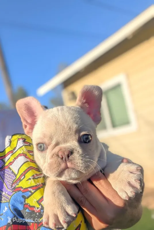 Casey – French Bulldog puppy for sale in Apple Valley, CA