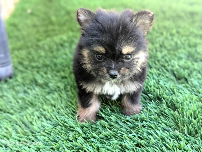 Toy Eric – Pomeranian, Yorkshire Terrier puppy for sale in Apple Valley, CA