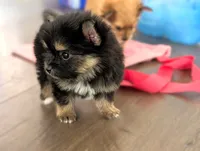 Toy Eric (video), a male Yorkshire Terrier for sale in Apple Valley, CA – 4 of 7