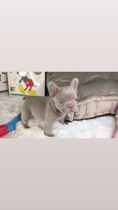 AKC Andy (VIDEO), a male French Bulldog for sale in Apple Valley, CA – 5 of 5