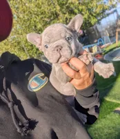 Tommy, a male French Bulldog for sale in Apple Valley, CA – 3 of 4