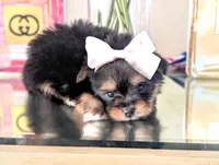 TCUP Kylie (VIDEO), a female Pomeranian and Yorkshire Terrier for sale in Apple Valley, CA – 3 of 7