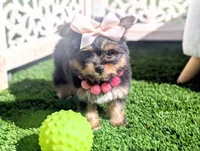 TCUP Kylie (VIDEO), a female Pomeranian and Yorkshire Terrier for sale in Apple Valley, CA – 5 of 7