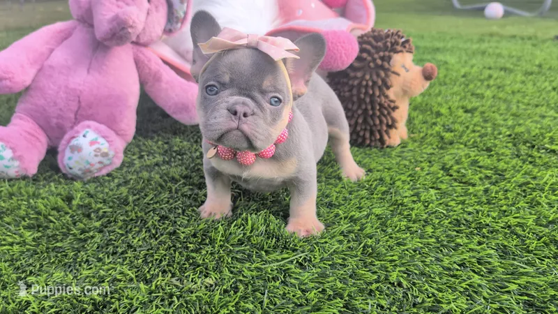 Lizzy  – French Bulldog puppy for sale in Apple Valley, CA