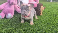 Lizzy , a female French Bulldog for sale in Apple Valley, CA – 1 of 1