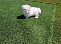 Toy Danny ( VIDEOS), a male Maltese and Shih Tzu for sale in Apple Valley, CA – 5 of 10