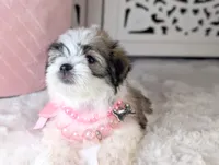 TOY Britney, a female Maltese and Shih Tzu for sale in Apple Valley, CA – 3 of 3