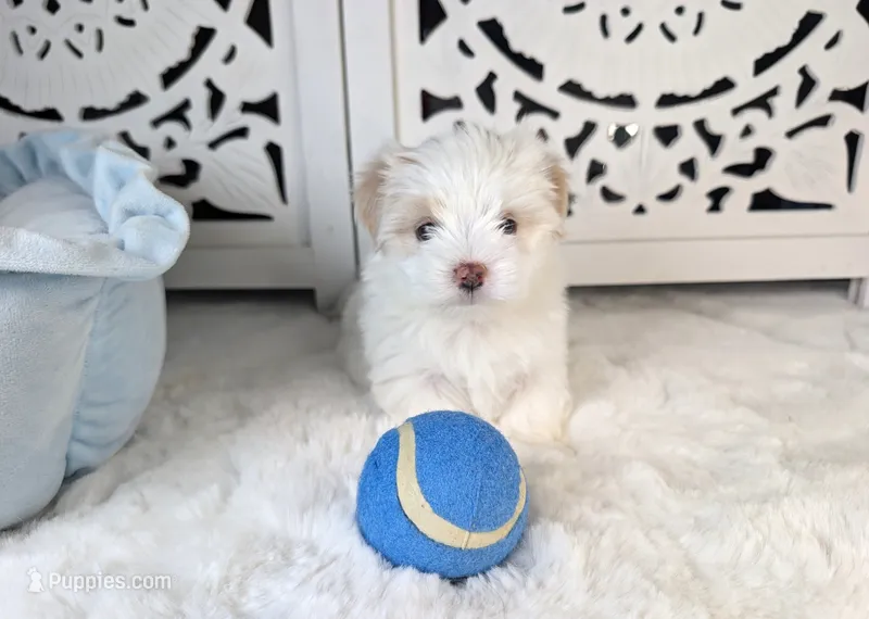 Toy Danny  – Mal Shi puppy for sale in Apple Valley, CA
