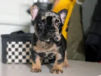 Shadow, a male French Bulldog for sale in Apple Valley, CA – Photo 3 of 4