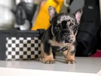 Shadow, a male French Bulldog for sale in Apple Valley, CA – Photo 1 of 4