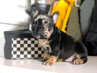 Shadow, a male French Bulldog for sale in Apple Valley, CA – Photo 4 of 4