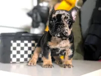 Shadow, a male French Bulldog for sale in Apple Valley, CA – Photo 2 of 4