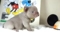 Mickey, a male French Bulldog for sale in Apple Valley, CA – Photo 2 of 5