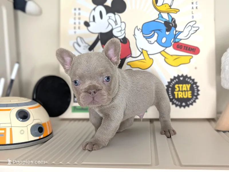 Mickey – French Bulldog puppy for sale in Apple Valley, CA