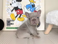 Mickey, a male French Bulldog for sale in Apple Valley, CA – Photo 3 of 3