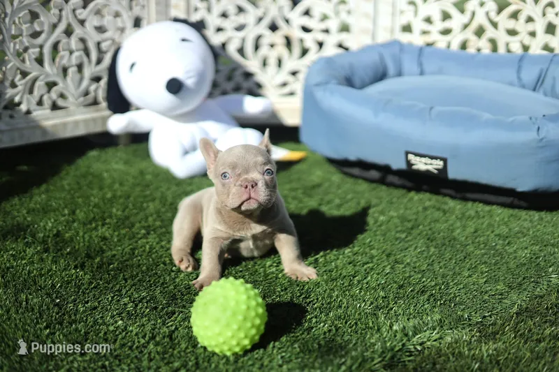 Mickey – French Bulldog puppy for sale in Apple Valley, CA