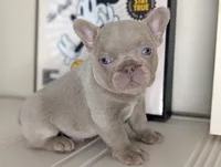 Mickey, a male French Bulldog for sale in Apple Valley, CA – Photo 2 of 3