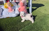 TOY Chanel (VIDEOS), a female Maltese and Shih Tzu for sale in Apple Valley, CA – 2 of 8