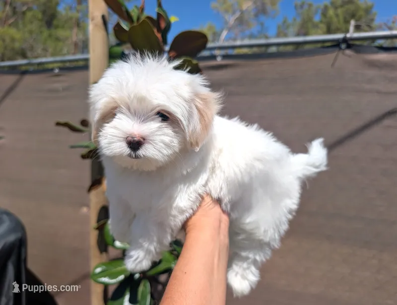 Toy Danny ( VIDEOS) – Maltese, Shih Tzu puppy on hold in Apple Valley, CA