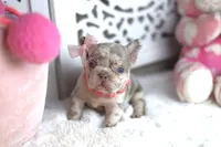 Bella, a female French Bulldog for sale in Apple Valley, CA – 3 of 3