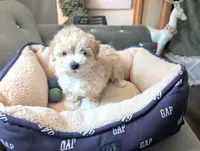TOY Dylan ( VIDEO), a male Maltese and Poodle - Toy  for sale in Apple Valley, CA – 4 of 7