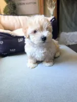 TOY Dylan ( VIDEO), a male Maltese and Poodle - Toy  for sale in Apple Valley, CA – 2 of 7