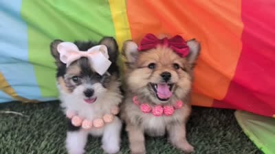 Tcup Kim (video), a female Pomeranian for sale in Apple Valley, CA – 7 of 7