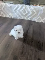 Toy Danny ( VIDEOS), a male Maltese and Shih Tzu for sale in Apple Valley, CA – 6 of 10