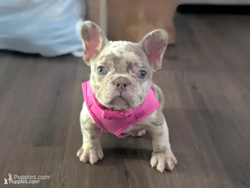 AKC Bella ( video) – French Bulldog puppy for sale in Apple Valley, CA