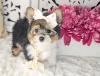 Tcup Kendall (videos), a female Pomeranian and Yorkshire Terrier for sale in Apple Valley, CA – 3 of 10