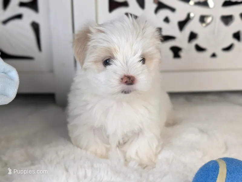 Toy Danny ( VIDEO) – Mal Shi puppy for sale in Apple Valley, CA