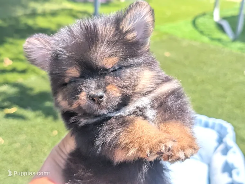 Toy Eric (video) – Pomeranian, Yorkshire Terrier puppy for sale in Apple Valley, CA