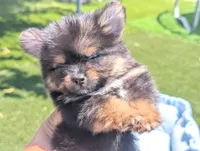 Toy Eric (video), a male Yorkshire Terrier for sale in Apple Valley, CA – 2 of 7