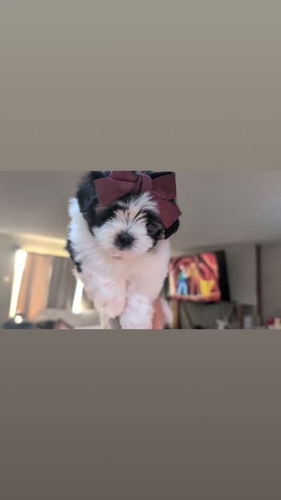 TOY Audrey (VIDEO), a female Maltese and Shih Tzu for sale in Apple Valley, CA – 6 of 6