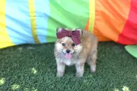 Tcup Kim (video), a female Pomeranian and Yorkshire Terrier for sale in Apple Valley, CA – 3 of 4