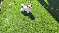 TOY Chanel (VIDEOS), a female Maltese and Shih Tzu for sale in Apple Valley, CA – 3 of 8