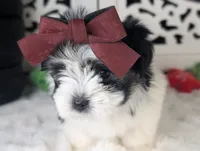 TOY Audrey (VIDEO), a female Maltese and Shih Tzu for sale in Apple Valley, CA – 4 of 6