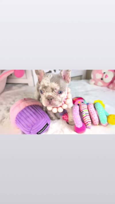 AKC Bella ( video), a female French Bulldog for sale in Apple Valley, CA – 5 of 5
