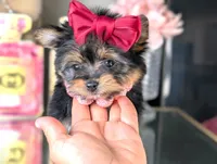 TCUP Kylie (VIDEO), a female Yorkshire Terrier for sale in Apple Valley, CA – 3 of 9