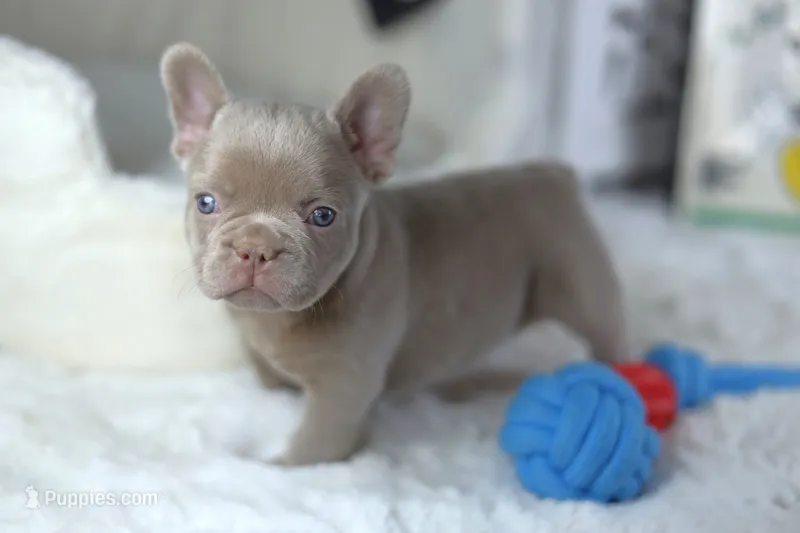 AKC Andy (VIDEO) – French Bulldog puppy for sale in Apple Valley, CA