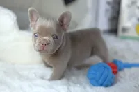 AKC Andy (VIDEO), a male French Bulldog for sale in Apple Valley, CA – 1 of 5