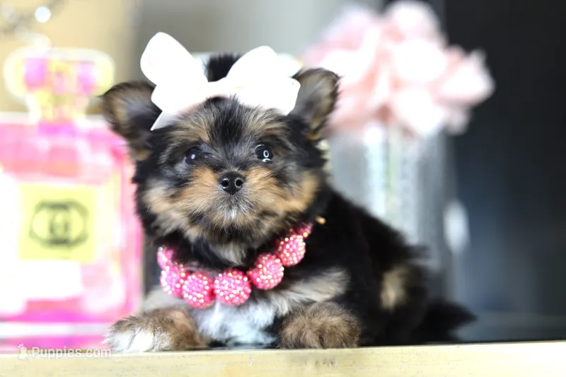 TCUP Kylie (VIDEO) – Pomeranian, Yorkshire Terrier puppy for sale in Apple Valley, CA
