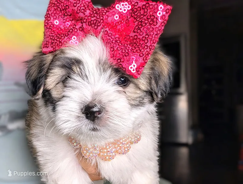 TOY Britney – Mal Shi puppy for sale in Apple Valley, CA